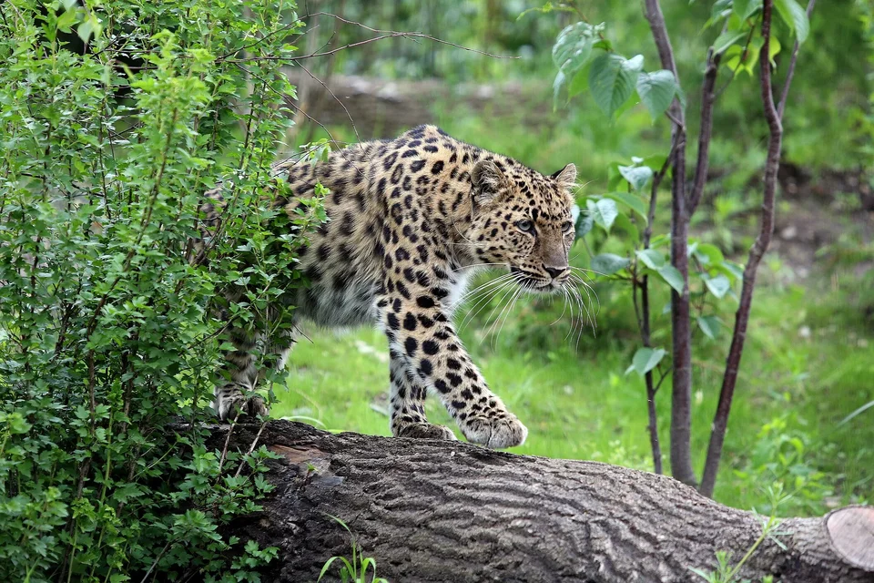 © Zoo Leipzig GmbH