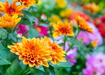 Tagesfahrt Landesgartenschau Ellwangen