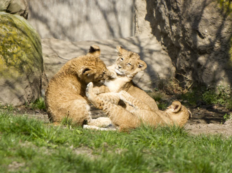 © Zoo Leipzig GmbH