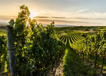 3 Tage Rheinhessen entdecken: Zwischen Rhein und Reben