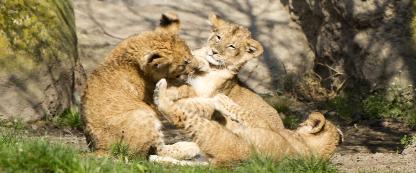 © Zoo Leipzig GmbH