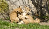 © Zoo Leipzig GmbH